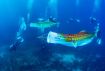 【動画】太平洋で海中こいのぼり　ダイビング組合が設置、和歌山・串本