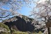 サクラ、「一枚岩」と共演　古座川町の各地で見頃、和歌山