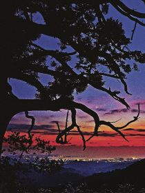 日没後に赤く染まった西の空とシルエットが浮かび上がった捻木ノ杉（１０月３０日午後５時３９分、田辺市上野で）