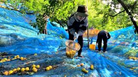 大学生が日本一の梅産地を応援　梅収穫スタディケーション始まる