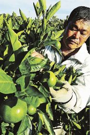 極早生品種の「ＹＮ―２６」を収穫する農家（１４日、和歌山県田辺市下万呂で）