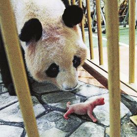【動画】元気いっぱい、１７頭目　白浜で誕生の赤ちゃんパンダ