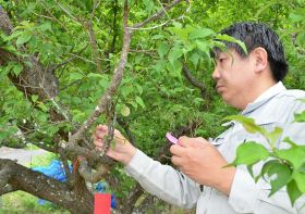 梅の着果状況を調べる日高果樹技術者協議会の調査員（１８日、和歌山県みなべ町晩稲で）