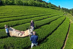 広々とした「川添茶」の茶畑で、機械を使って収穫作業をする農家ら（２５日、和歌山県白浜町市鹿野で）