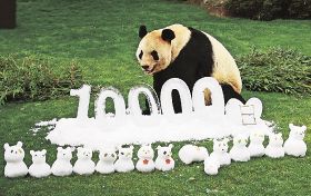 １５頭の父さん　パンダ「永明」誕生１万日