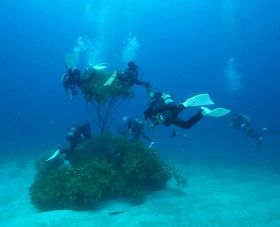 アオリイカの産卵床となる雑木を海底に設置するダイバー（串本町沖で）＝串本ダイビング事業組合提供