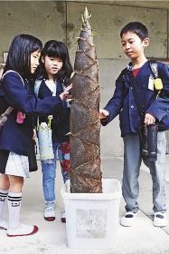 背丈以上のタケノコに驚く児童（和歌山県田辺市の芳養小学校で）