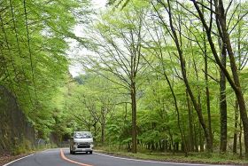 若葉、山を彩る　龍神に新緑シーズン到来、和歌山・田辺市