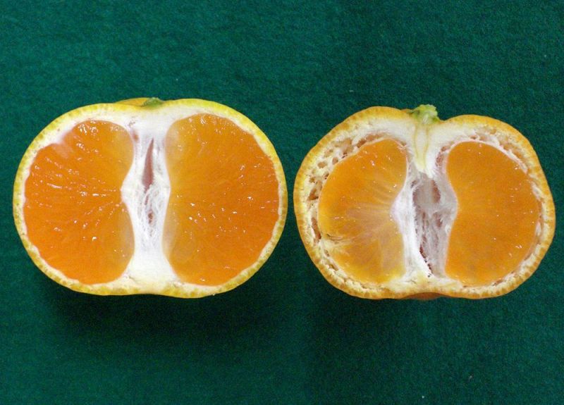 浮き皮状態のミカン（右）は、果皮と果肉が分離した状態になっている＝和歌山県果樹試験場提供