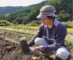 サトイモ「クロヅル」収穫　龍神村、焼酎の原料に