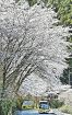 和歌山県でサクラ開花宣言　田辺市本宮の国道沿いでは満開
