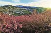 ピンク色　早咲きサクラ／田辺の熊野古道「三栖王子跡」