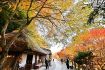 【動画】とがの木茶屋の紅葉見ごろ　世界遺産・熊野古道沿いの名所、和歌山・田辺市