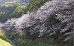 和歌山でサクラ開花／平年より６日遅く