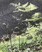 植物ツーショット（１３８）／県自然環境研究会　土永知子／ワラビとゼンマイ