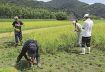農福連携でコシヒカリ収穫　古座川町で障害者施設利用者ら