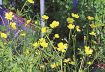 ウマノアシガタ　紀南各地で黄色い花