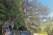 古道の秀衡桜が満開　田辺市中辺路町