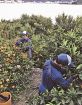 海南でミカン収穫／みなべの梅農家　繁忙期に助け合い