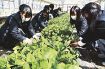 夏野菜の苗はいかが　南部高校で９日から販売