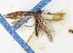 ナス科植物の害虫トマトキバガ県内初確認
