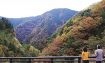 護摩壇山で紅葉一気に進む　和歌山県田辺市龍神村