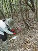 ホンシメジ栽培へ第一歩　ウバメガシに菌根形成、和歌山県林業試験場