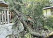 県文化財の社叢の木倒れる　和歌山県田辺市鮎川の住吉神社、ほこら上部を破壊