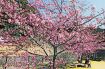 カワヅザクラで花見　古座川町の鶴川公園