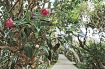 遊歩道に花のトンネル　紀伊大島でツバキ咲き始める