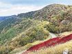 護摩壇山、秋色に　紅葉見ごろは１１月上旬まで、和歌山・田辺市龍神村