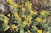 紀南沿岸で黄色い花／キノクニシオギク