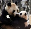 【動画】パンダ親子の“愛”感じて　白浜アドベンチャーワールド、そろって公開
