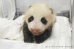 【動画】パンダの赤ちゃん、両目が開いたよ　白浜のアドベンチャーワールド