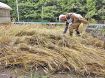 みそ造りに使う小麦収穫／龍神村の宮脇さん