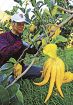茶席の生け花に珍重　仏手柑の収穫始まる