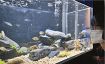 「潮だまりの生き物」展示　串本海中公園水族館