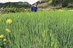 大麦が緑の穂　田辺市龍神村で生育順調