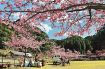 カワヅザクラほぼ満開　古座川の鶴川公園、物産も販売