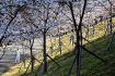 復興の桜が満開　田辺市伏菟野の大水害跡地