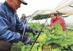 レタス収穫、作柄まずまず　田辺・西牟婁で最盛期