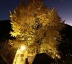 【動画】「子授けイチョウ」黄葉輝く　光泉寺で１２月３日までライトアップ、和歌山・古座川町