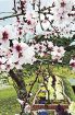 春の花咲き誇る　みなべ町東吉田の公園