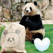 【動画】白浜の母パンダに贈り物　ホワイトデー
