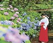 【動画】熊野那智大社で紫陽花祭　見頃の花に無病息災願う
