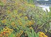 沿岸で黄色い花／キノクニシオギク