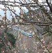 梅の花もうすぐ見頃に　和歌山県みなべ町