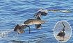 田辺湾沿岸／カモメ類が次々飛来／漁の練習する若鳥も