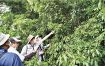 田中神社の森で樹種調査／上富田文化の会　資料残る６５年前と比較