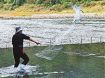 落ちアユ狙って網投げる　和歌山・古座川で伝統の「ササ立て漁」